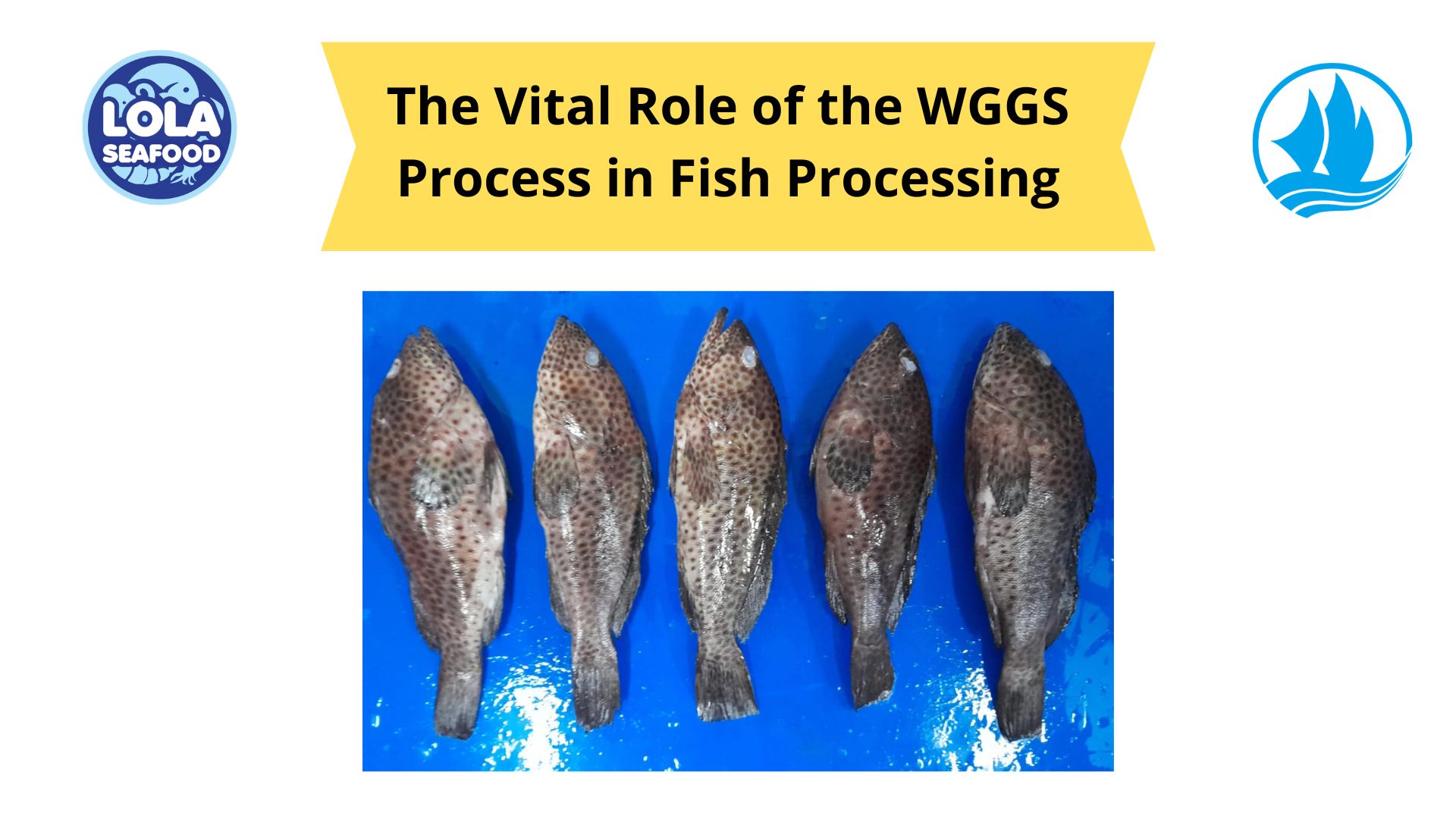 The Vital Role of the WGGS Process in Fish Processing